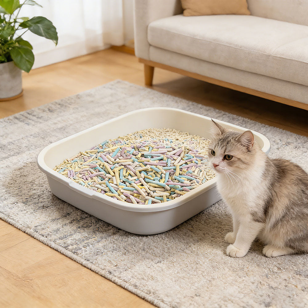 Best Cat Litters for First-Time Cat Owners